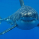 Illustration for article titled emShark Week/em Doubles Down On Its Lies